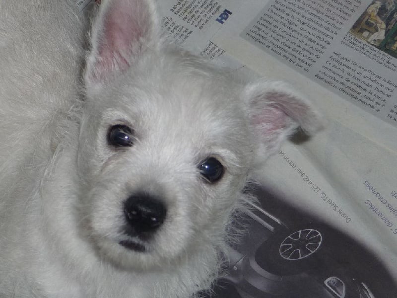 des O'Connelli - West Highland White Terrier - Portée née le 25/09/2016