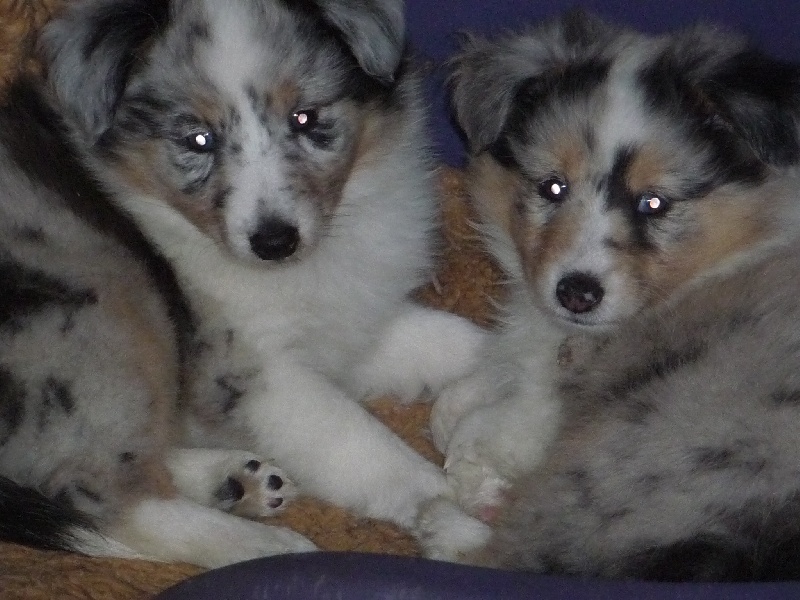 des O'Connelli - Shetland Sheepdog - Portée née le 18/05/2013