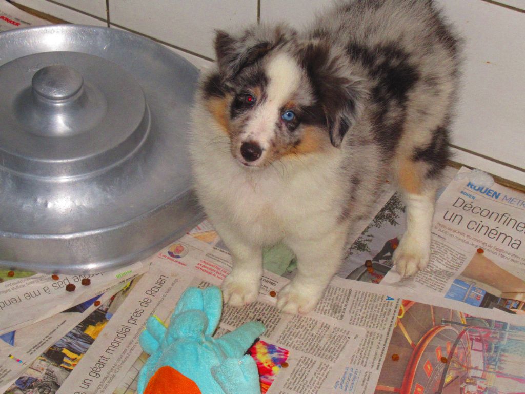 des O'Connelli - Shetland Sheepdog - Portée née le 22/07/2021