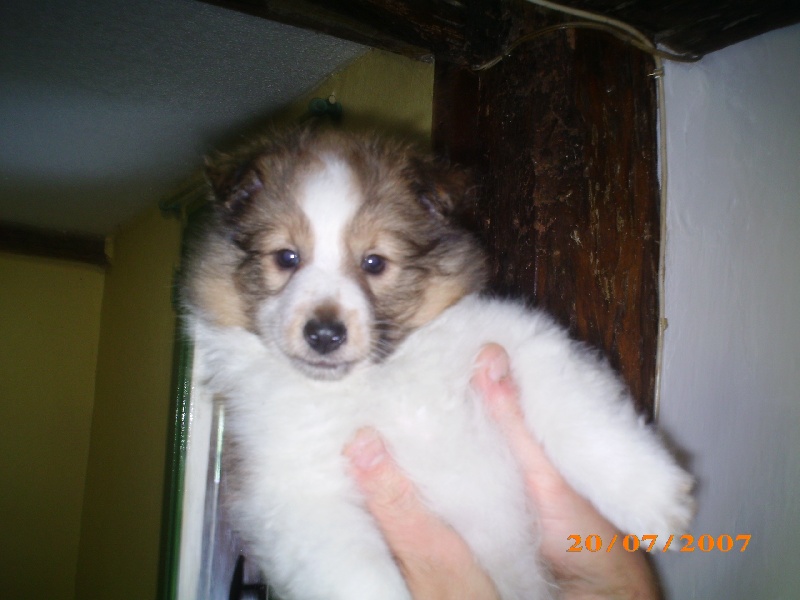 des O'Connelli - Shetland Sheepdog - Portée née le 28/05/2007