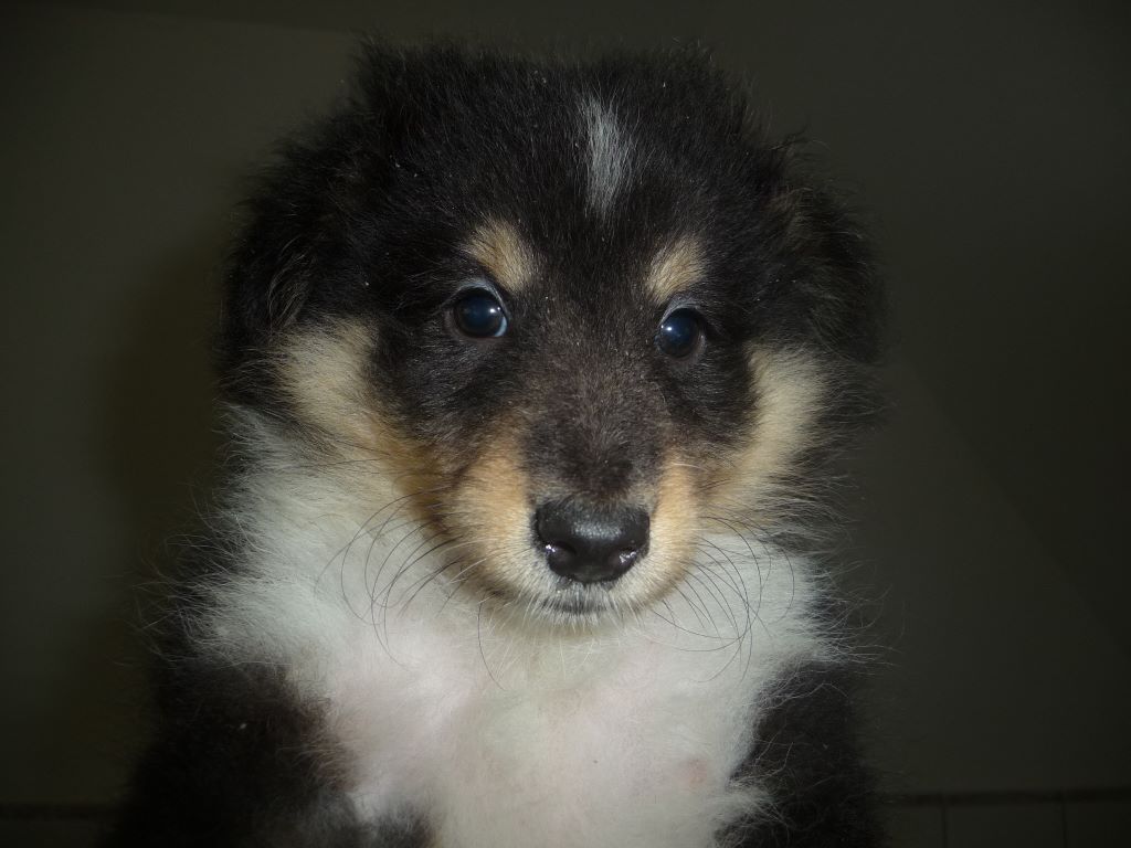 des O'Connelli - Shetland Sheepdog - Portée née le 22/07/2017