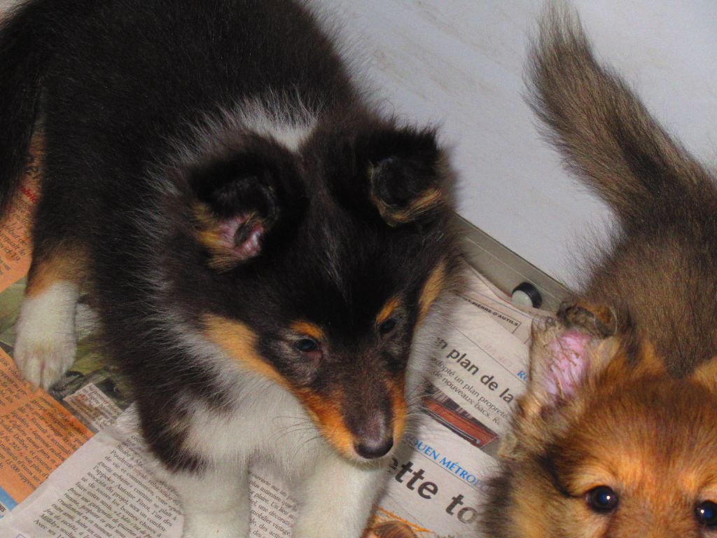 des O'Connelli - Shetland Sheepdog - Portée née le 31/05/2022