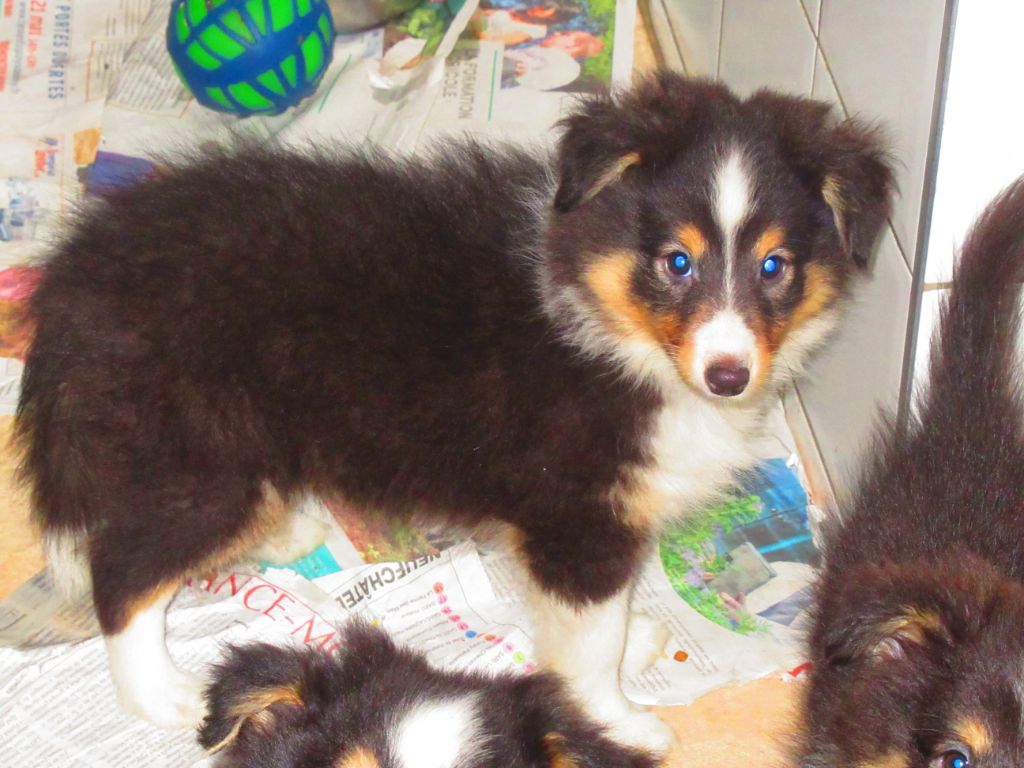 des O'Connelli - Shetland Sheepdog - Portée née le 20/12/2021