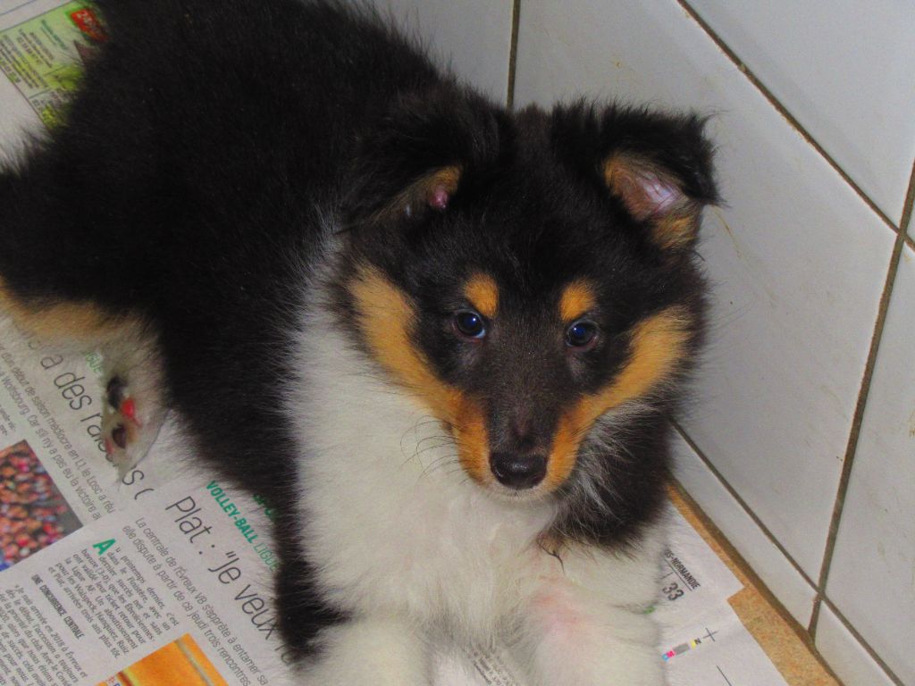 des O'Connelli - Shetland Sheepdog - Portée née le 14/06/2022