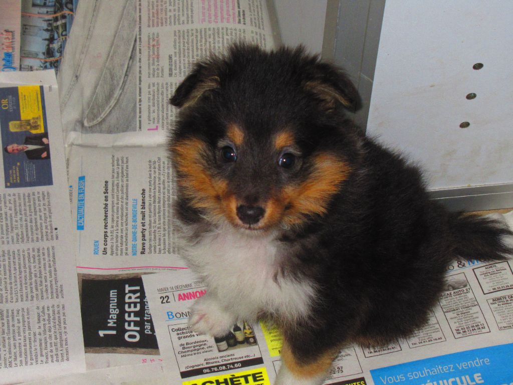 des O'Connelli - Shetland Sheepdog - Portée née le 31/05/2022