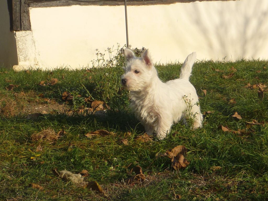 des O'Connelli - West Highland White Terrier - Portée née le 20/07/2018