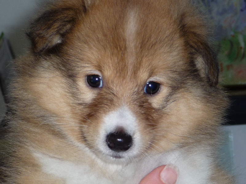 des O'Connelli - Shetland Sheepdog - Portée née le 11/03/2010