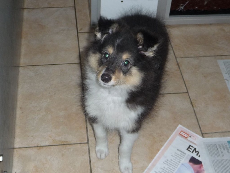 des O'Connelli - Shetland Sheepdog - Portée née le 21/08/2016