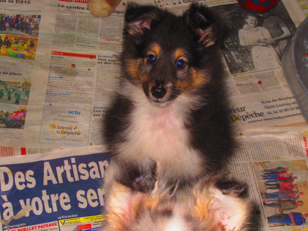 des O'Connelli - Shetland Sheepdog - Portée née le 02/12/2021