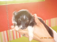 CHIOT MALE TRICOLORE