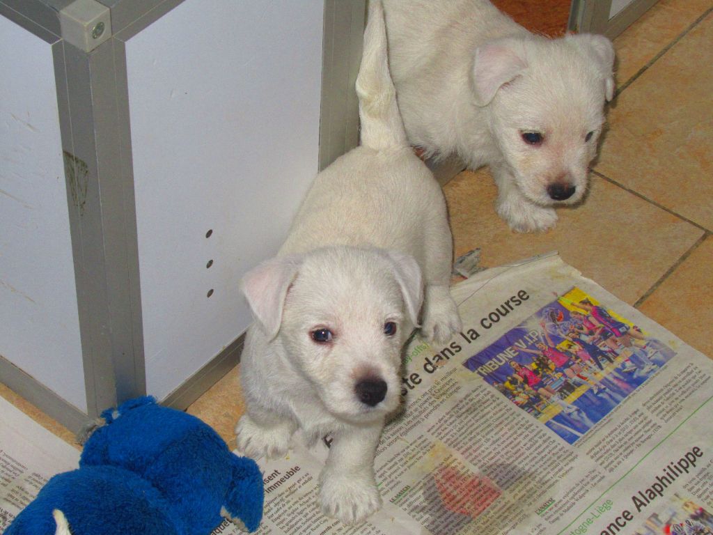 Chiot West Highland White Terrier des O'Connelli