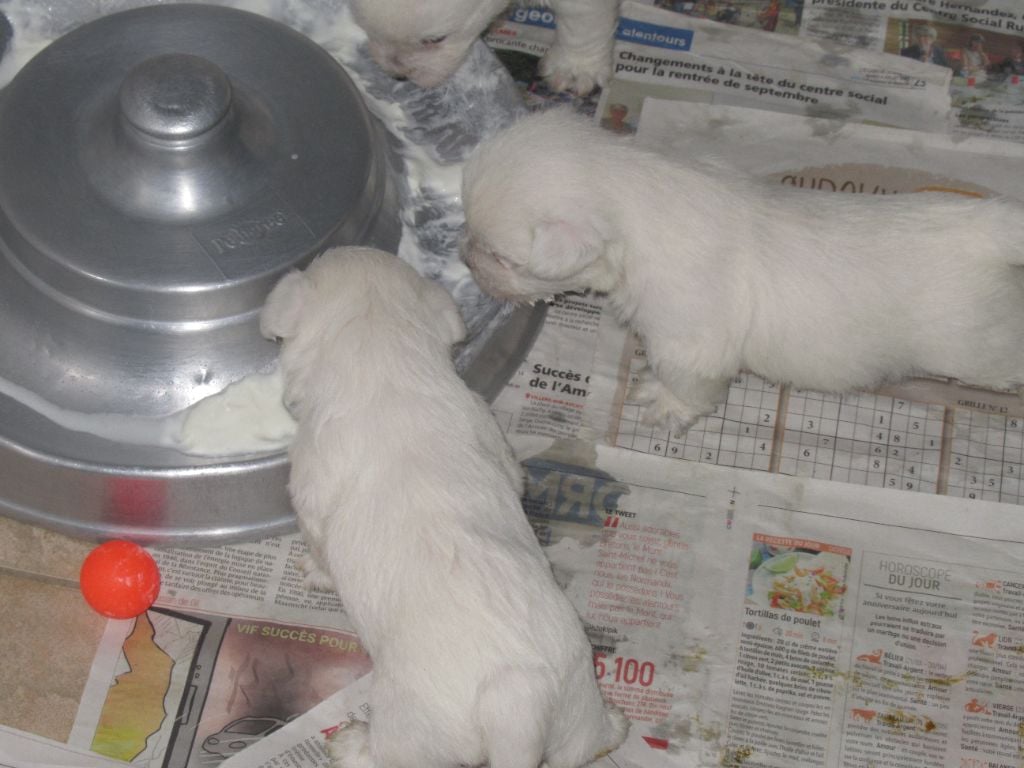 Chiot West Highland White Terrier des O'Connelli