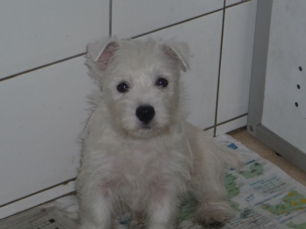 des O'Connelli - West Highland White Terrier - Portée née le 23/07/2018