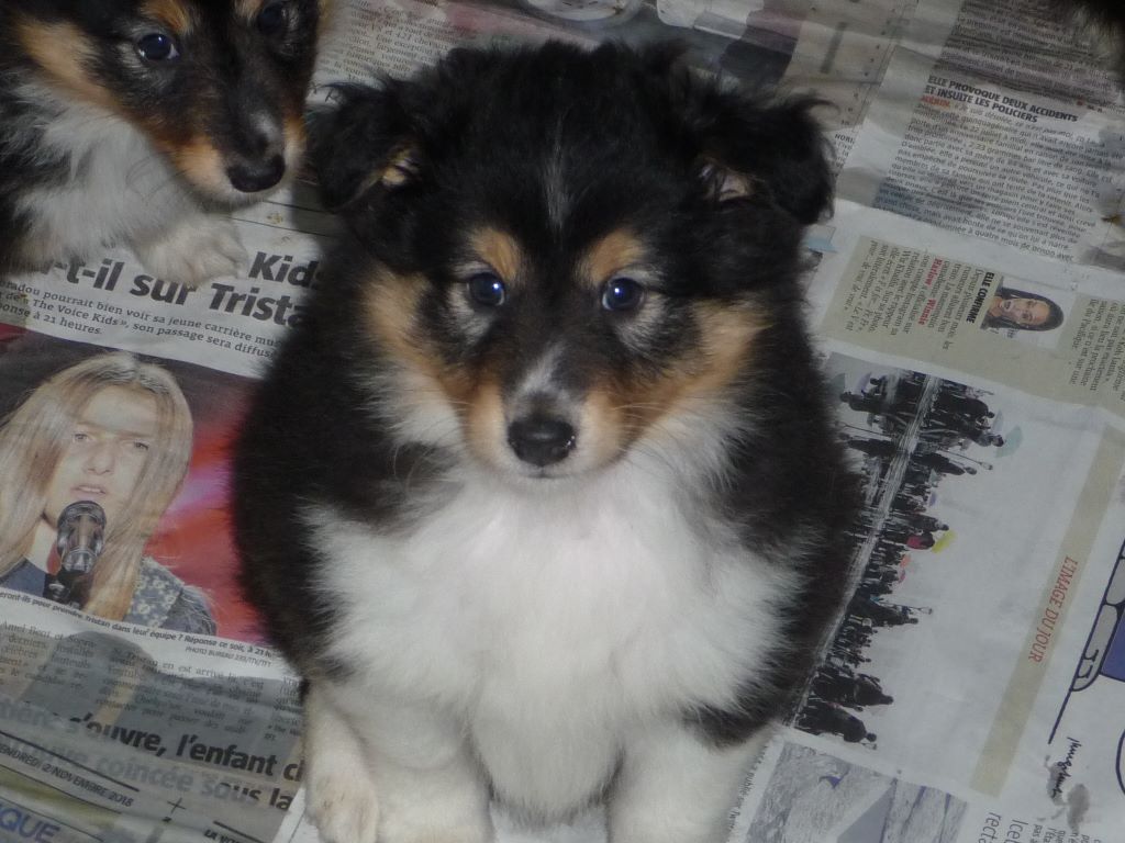 des O'Connelli - Shetland Sheepdog - Portée née le 29/01/2019