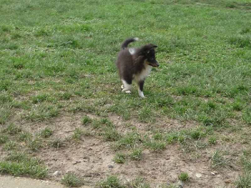 des O'Connelli - Shetland Sheepdog - Portée née le 19/09/2015