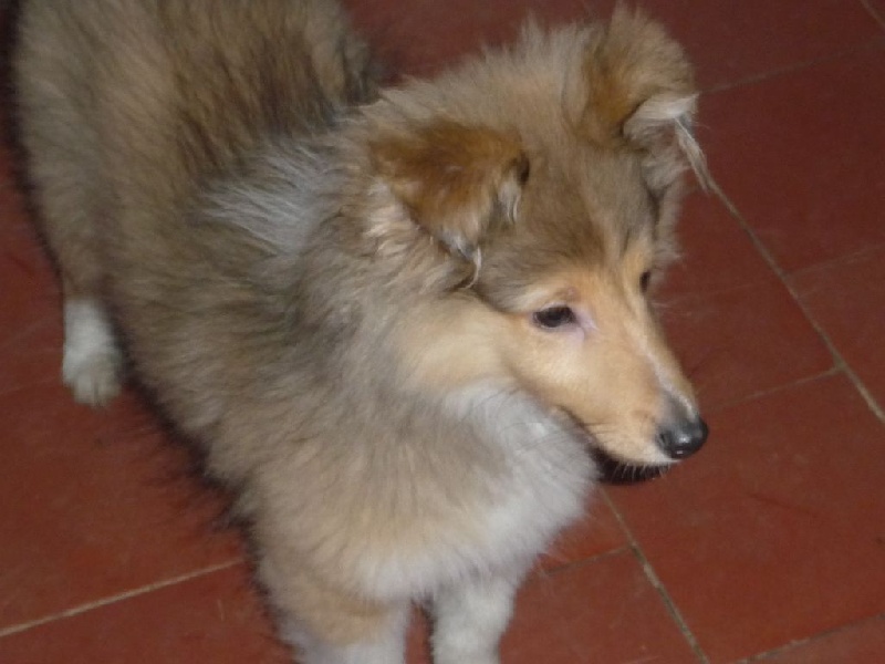 des O'Connelli - Shetland Sheepdog - Portée née le 22/09/2015