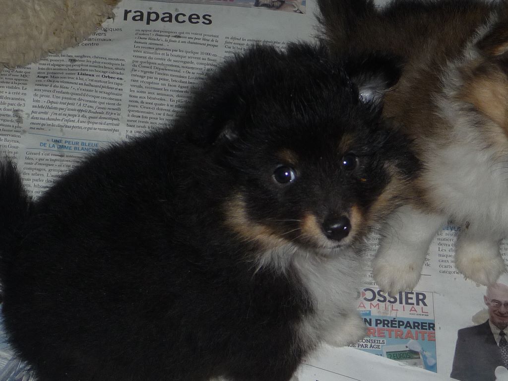 des O'Connelli - Shetland Sheepdog - Portée née le 21/10/2018