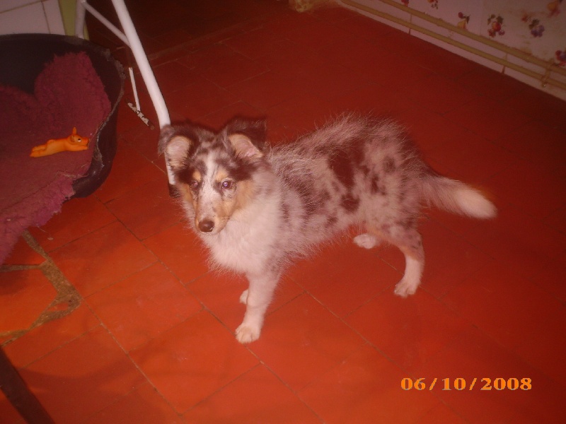 des O'Connelli - Shetland Sheepdog - Portée née le 13/07/2008