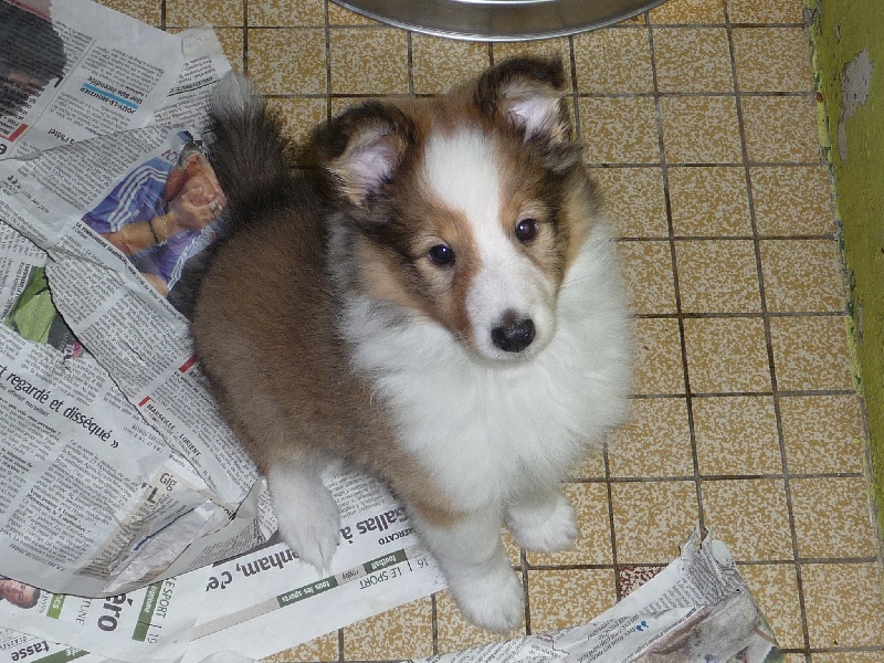 des O'Connelli - Shetland Sheepdog - Portée née le 10/08/2010