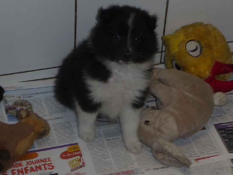 des O'Connelli - Shetland Sheepdog - Portée née le 22/02/2015