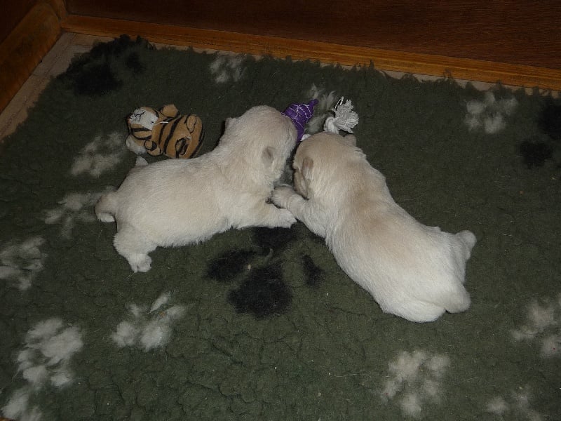 Chiot West Highland White Terrier des O'Connelli