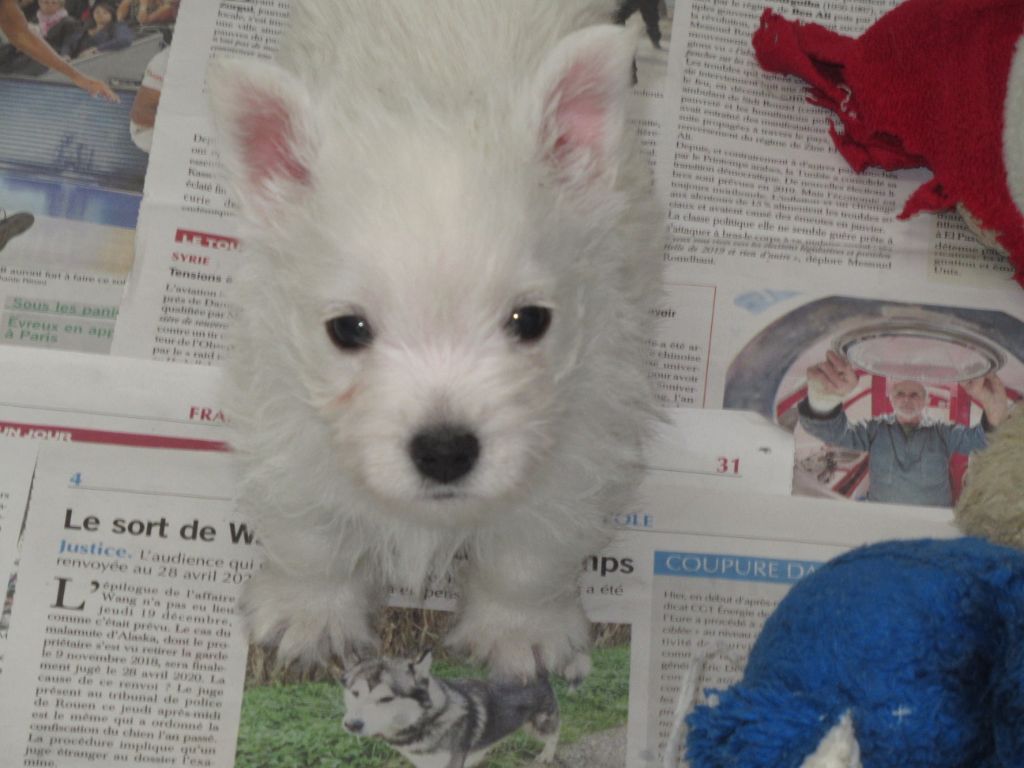 Chiot West Highland White Terrier des O'Connelli