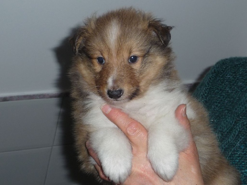 des O'Connelli - Shetland Sheepdog - Portée née le 07/02/2014