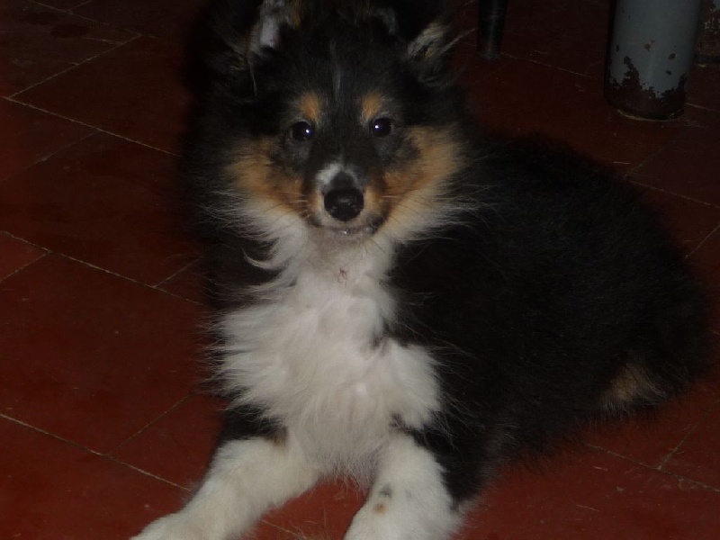 des O'Connelli - Shetland Sheepdog - Portée née le 23/11/2016