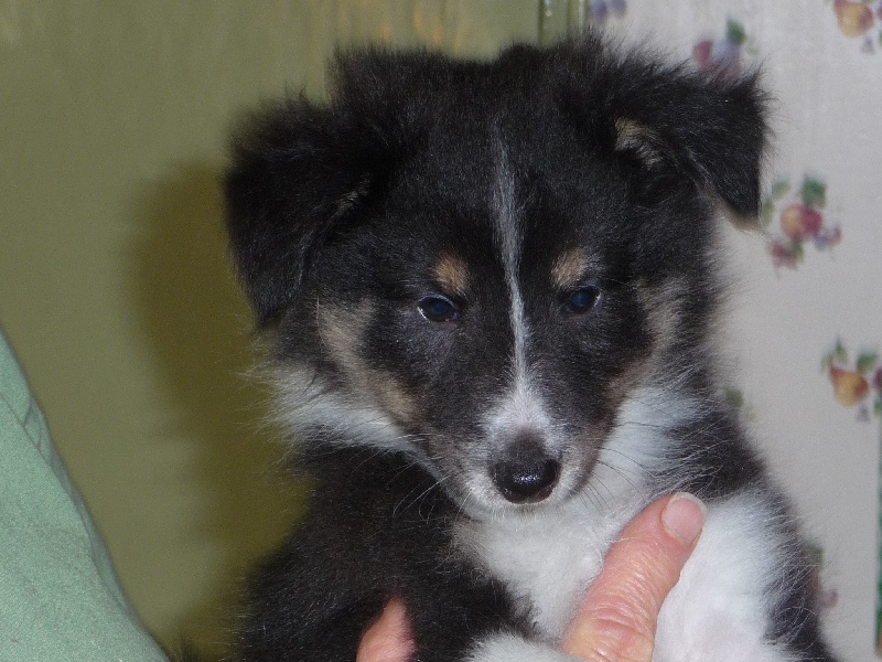 des O'Connelli - Shetland Sheepdog - Portée née le 20/05/2011