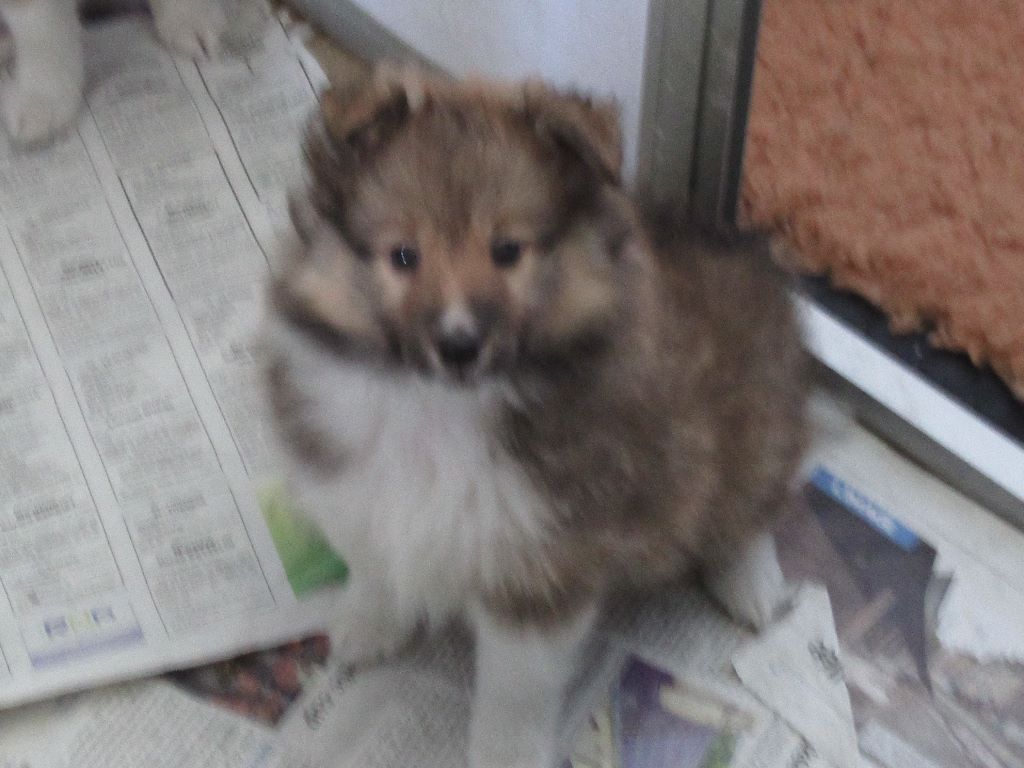 des O'Connelli - Shetland Sheepdog - Portée née le 11/05/2019