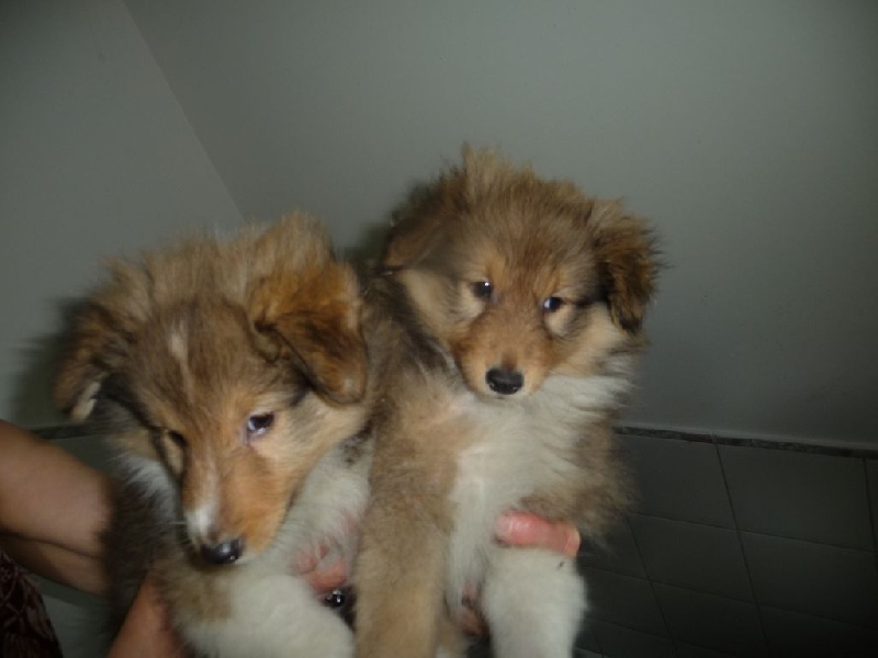 des O'Connelli - Shetland Sheepdog - Portée née le 09/03/2016