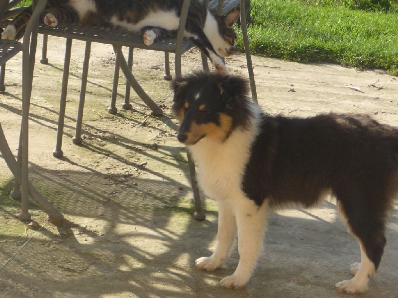 des O'Connelli - Shetland Sheepdog - Portée née le 23/06/2015