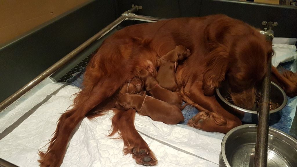 des Bruyères de l'Escrebieux - Setter irlandais rouge - Portée née le 16/06/2022