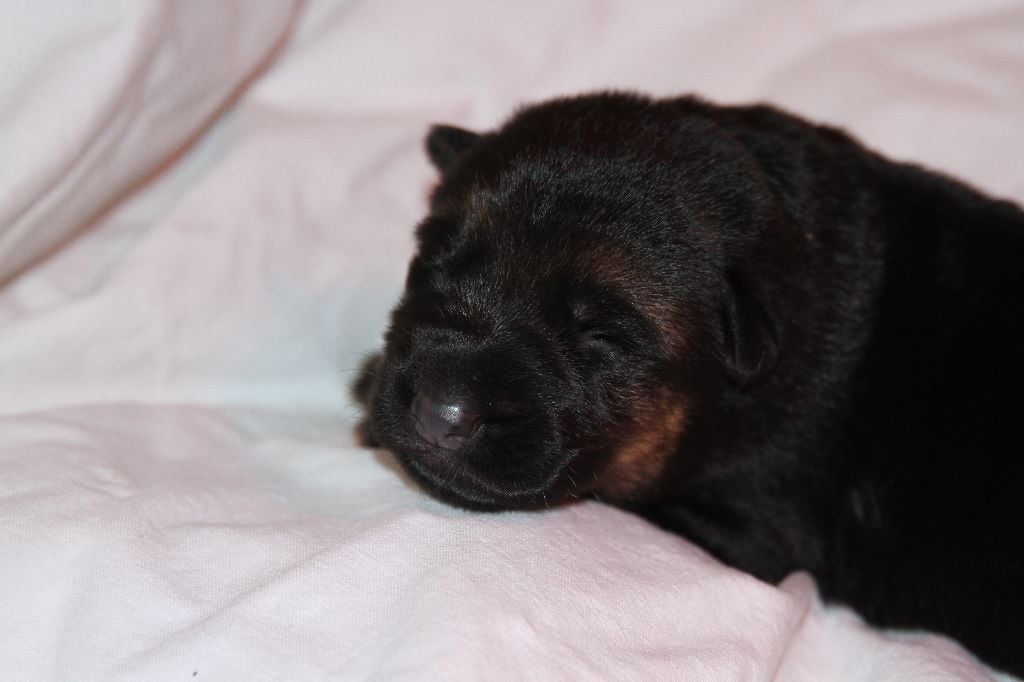 CHIOTS BERGER ALLEMAND