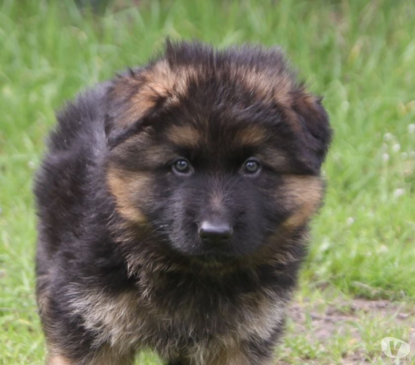 de l'Atoll de Suffren - CHIOTS BERGER ALLEMAND POILS LONGS