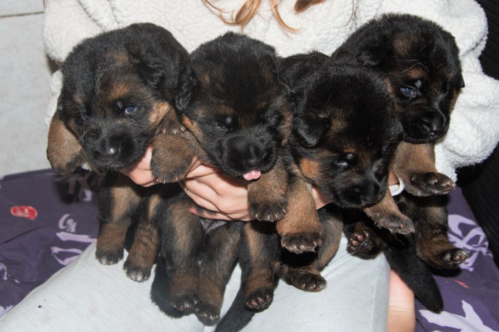 Chiot Berger Allemand de l'Atoll de Suffren