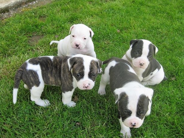 des Varennes Mystiques - nos 1er bébés BOULEDOGUE AMERICAIN sont nés !!! 