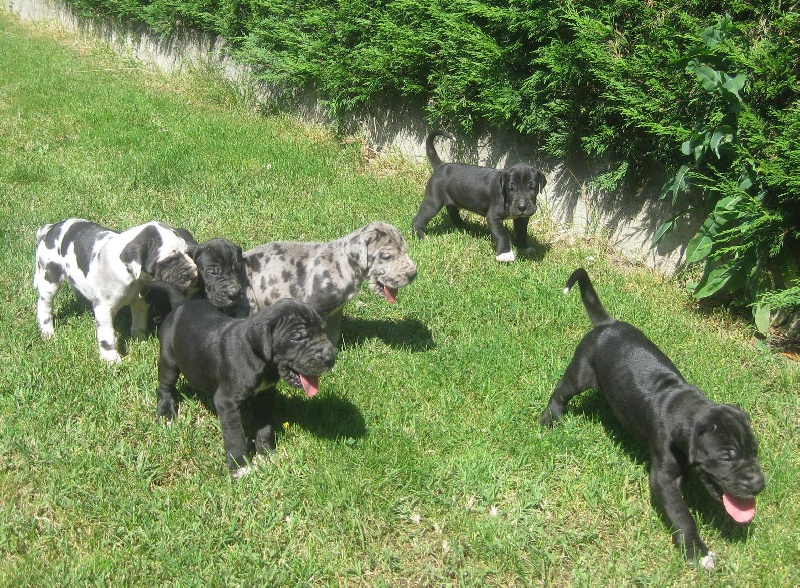 des Varennes Mystiques - Dogue allemand - Portée née le 08/06/2013