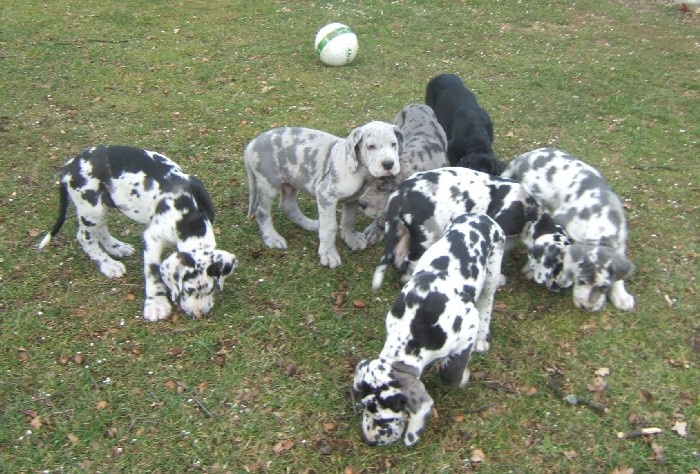 des Varennes Mystiques - Dogue allemand - Portée née le 25/12/2005