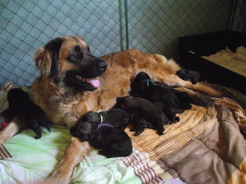 Chiot Leonberger des amours de léos