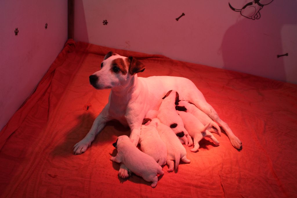 des Portes de l'Arrée - Chiots poil lisse disponible