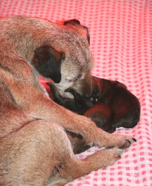 Chiot Border Terrier des newzanthynes