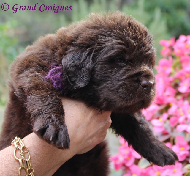 Du Domaine du Grand Croignes - Nouvelles photos des chiots marrons