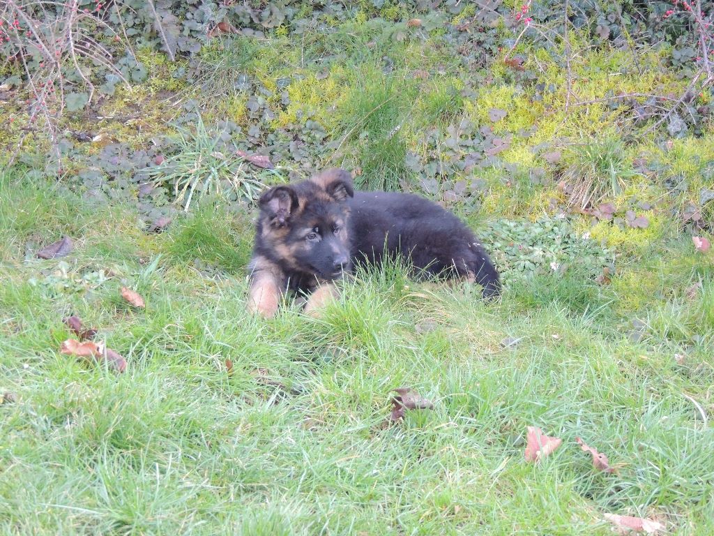 des contes de Gwelane - chiot male poil long disponible