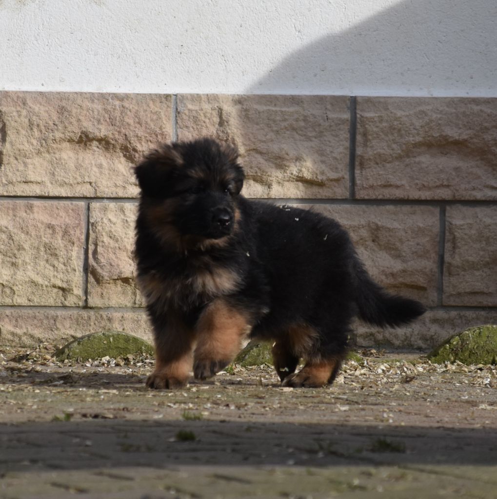 des contes de Gwelane - Chiots disponibles - Berger Allemand Poil Long