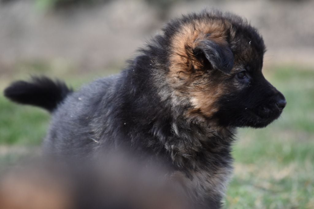 des contes de Gwelane - Chiots disponibles - Berger Allemand Poil Long