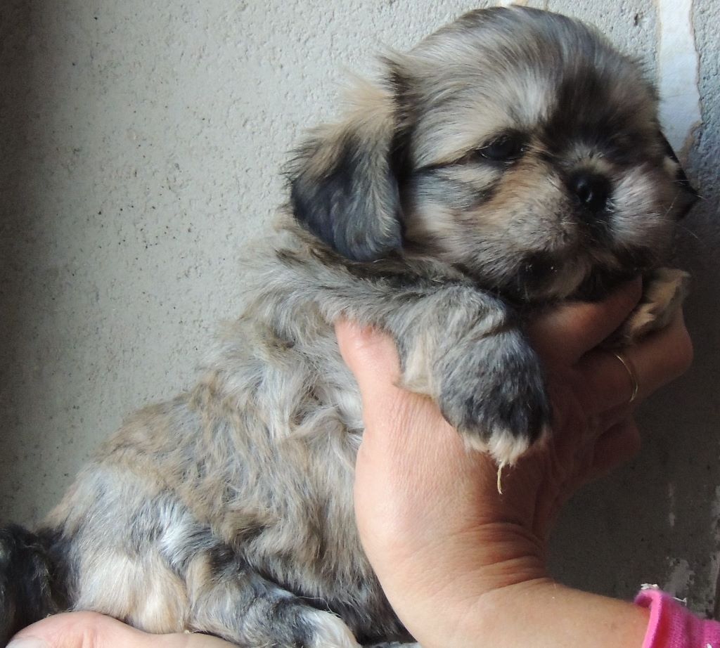 des contes de Gwelane - Lhassa Apso - Portée née le 30/09/2018