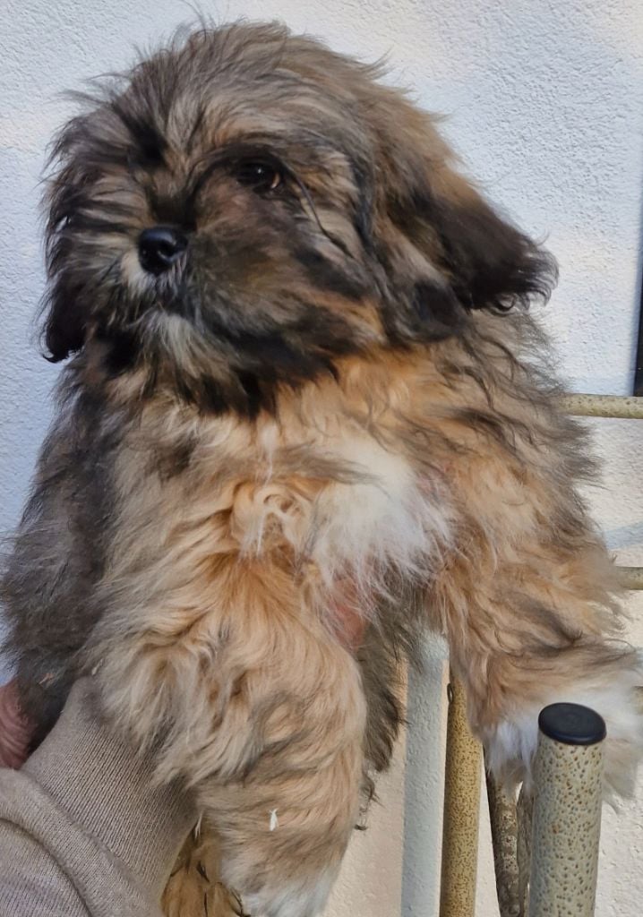 des contes de Gwelane - Chiots disponibles - Lhassa Apso