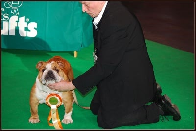 Fashion-Bull's - crufts 2011  BIRMINGHAM  BINTA 