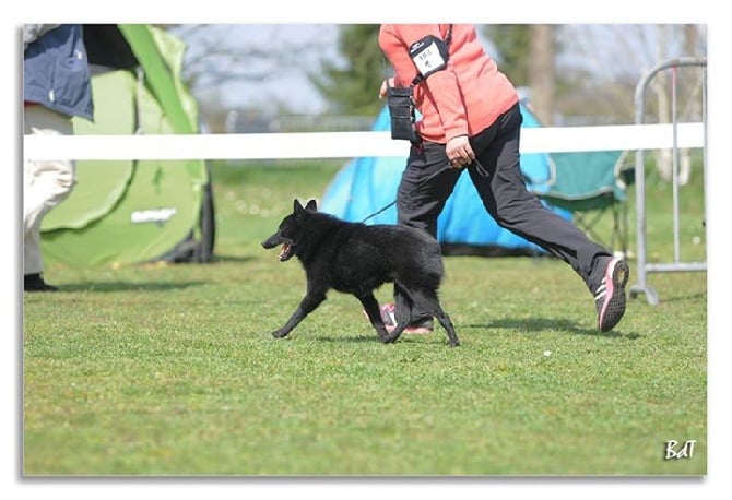 des perles noires - MEILLEUR ELEVAGE DE SCHIPPERKE